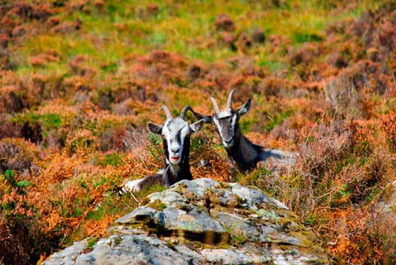 Connemara National Park Tour